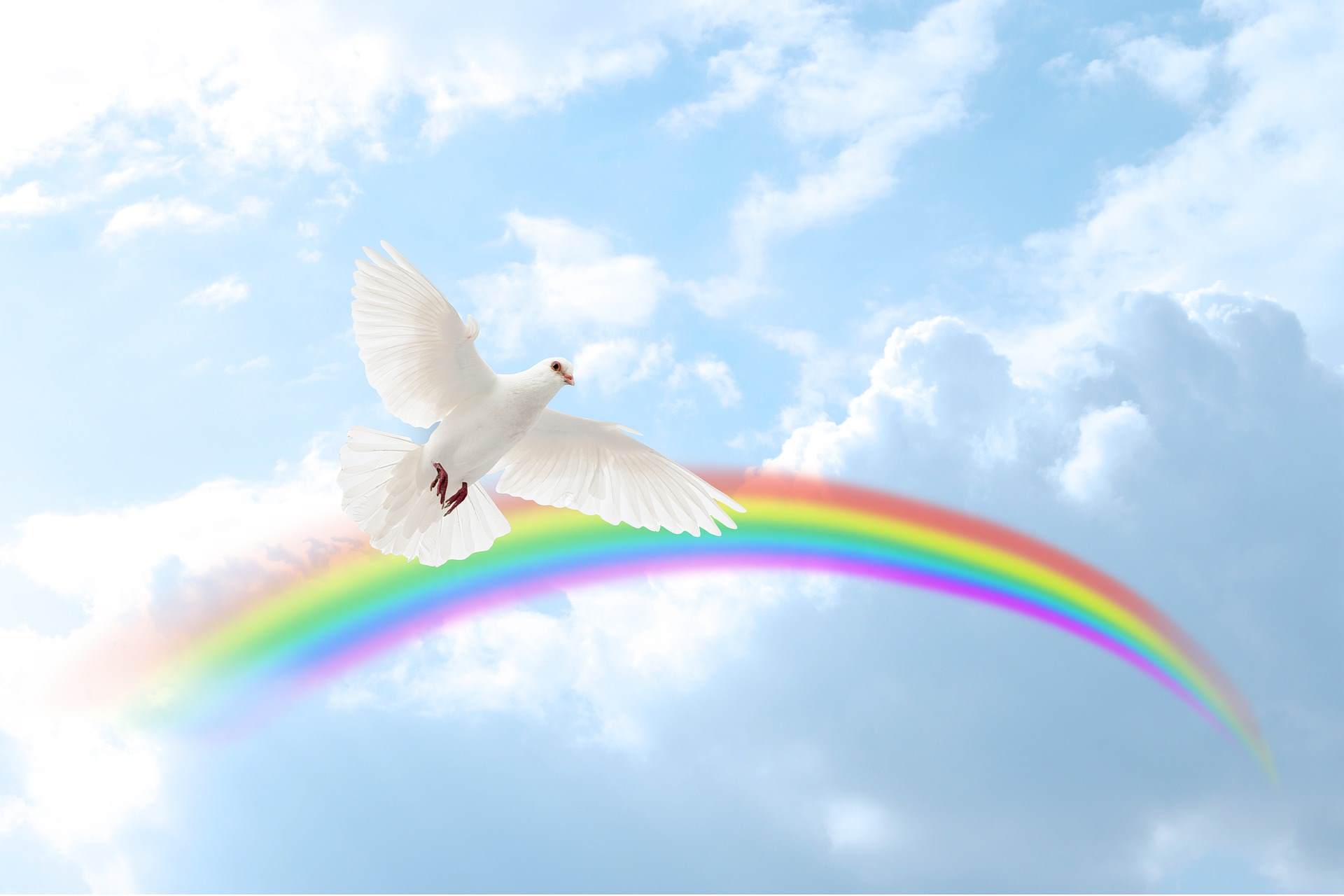 Help your pet cross the Rainbow Bridge